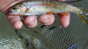 Would you spend a vacation day at a fish hatchery?