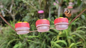 Hummingbird hat feeder