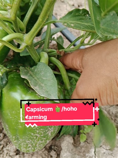 Green Capsicum Farming in Open Fields of Kenya