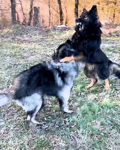 He asserts his dominance without starting a fight with his brother! 🐕😳 | Furry Tails