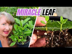 Miracle Leaf | Leaf of Life – Uses, Growing Guide & Propagation