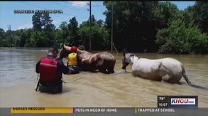 Houston SPCA helps rescue horses from high water