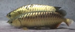How To Breed Arowana Fish At Home