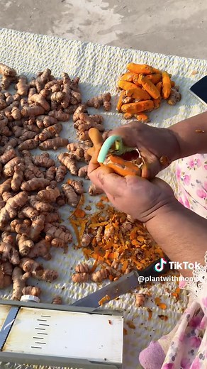 How to Make Pure Organic Turmeric Powder at Home