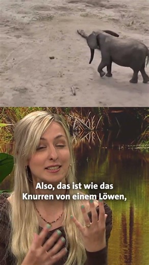 Elefantengedächtnis: Mutter erkennt Tochter nach 12 Jahren wieder! | Tigerenten Club #shorts