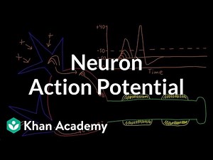 Neuron action potential description Video Lecture | Biology for MCAT