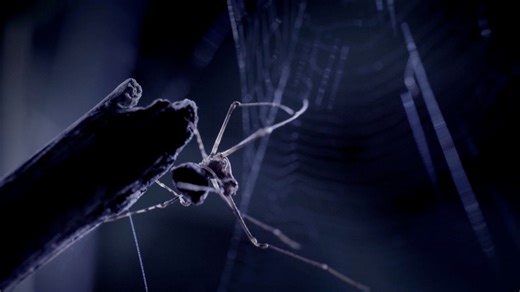 A spider's hunting technique millions of years in the making