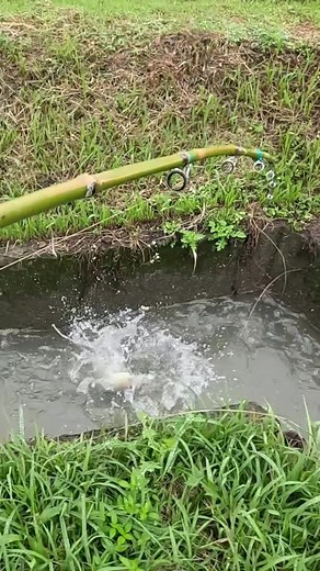 Japanese Catfish Bite Collection💥 #釣り #fishing #fish #ルアー #lure #lurefishing #ナマズ #ナマズ釣り #catfish #多魚種アングラー