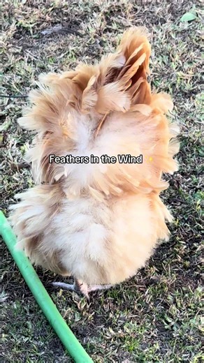Fluffy feathers in the wind ✨🥰 #fluffy #chickens #cutebirds #fypシ #windy