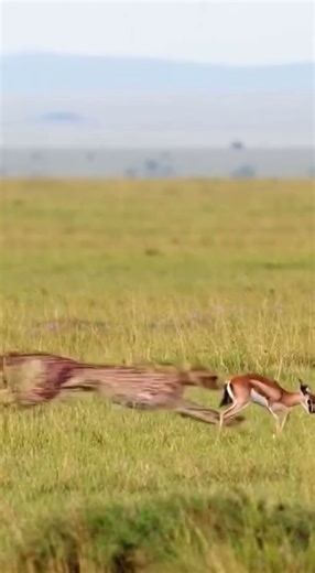 💨 Blur! Cheetah's Blinding Speed Catching the Fawn! 🐆 번개! 눈 깜짝할 새, 치타에게 잡힌 새끼 사슴! #Cheetah #Speed