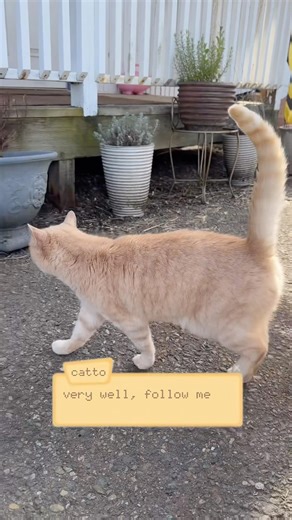 npc side quest encounter, the most fun i’ve had this month! Bees in the Burbs #rpg #life