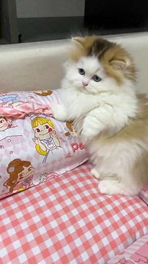 So cute 😂🐈 #cat #family | Cute cat