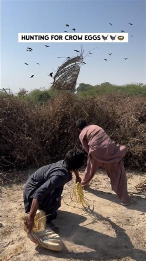 Hunting for crows eggs🐦‍⬛🐦‍⬛🪺🪺 #birdhunting #crow #egg #wildlife