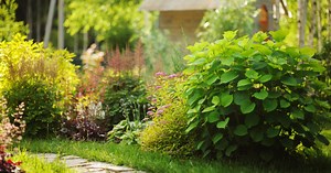 Jardin exposé au nord : 25 idées de fleurs, arbustes et légumes à adopter chez vous