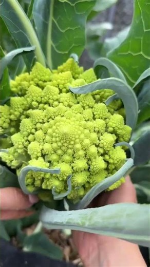 Harvesting fresh vegetables and fruits from the garden #shortvideo #squash #satisfying
