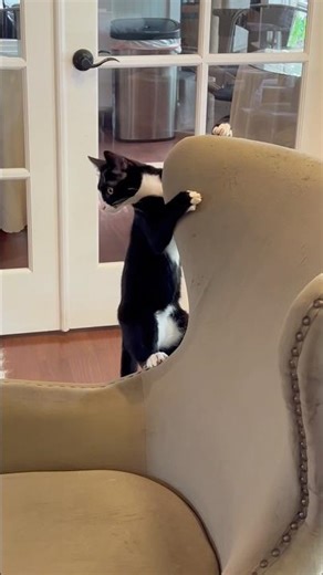 Boing #cat #catshortsfunny #pets