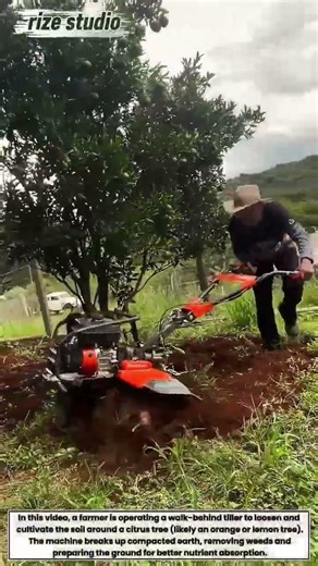 Fruit Tree Care: Using a Tiller to Cultivate Soil Around Citrus Trees!