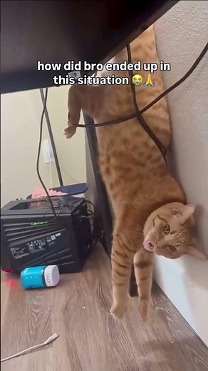 "so the prophecy is true" ahh cat 😭😺😂