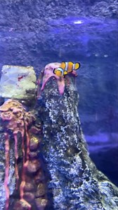 Encontré a Nemo 😍 linda representación de Nemo y sus amigos en este Zoo. zoo.gdl ZOOLOGICO GUADALAJARA | Deivideviaje