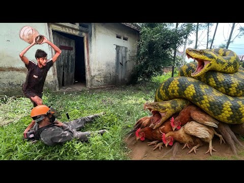 Setting Trap to Catch Giant Python That Ate All the Chickens in Garden | Clean up abandoned house