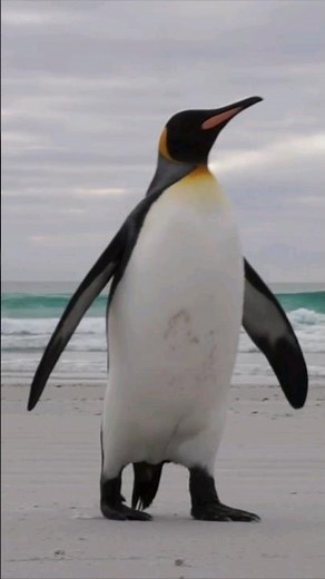 King Penguin Sounds | Aptenodytes patagonicus Sounds