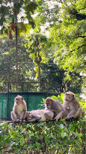 Perfect for instant smiles 🐒 So adorable!#babymonkey #cutemonkey #monkeysounds