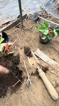 いちごの苗の定植。まだ時期が早いのですか、暑さで枯れてきたので、ボットから植え付けします。向きを間違えないように、深植えしないようにやります。