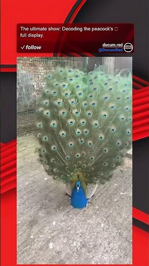 The ultimate show: Decoding the peacock's full display.