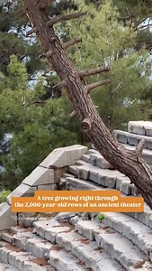 A tree growing right through the 2,000-year-old rows of an ancient theater. #ancientciy #ancientheatre #architecturehub #ancientarchitecture #architectural | Architecture Hub