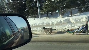 Only in Alaska do you see a dog team on the loose....with only a ghost rider on the sled 🙂 Video by McKenna Wall of Fairbanks, Alaska Comments | The Alaska Life