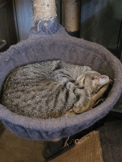 Miss Briggs The Shop Cat Takes a Well-Deserved Nap