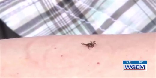 Small bite, big impact: Fighting ticks