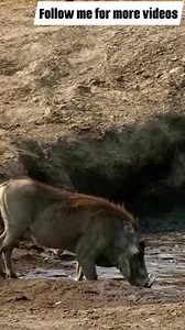 **The Hunt: Lion vs. Warthog!** In the wild, every hunt is a battle of wits and strength. Witness the intense chase between a lion and a warthog, as predator and prey engage in a high-stakes game of survival. Who do you think will come out on top in this thrilling pursuit? Share your thoughts in the comments below, and don't forget to like and share to highlight the excitement of nature's fiercest encounters! #Wildlife #Nature #Survival #Lion #Warthog #PredatorVsPrey #AnimalKingdom #NatureLovers