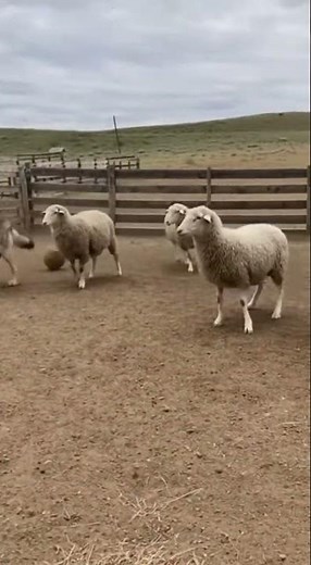 The Beehive Invasion: When a Predator Becomes a Chaos Agent