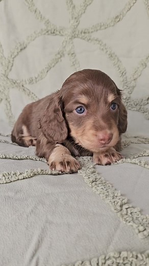 Mini cachorros de perro salchicha en adopción¡Hola! Solo sé que estamos destinados a serlo. ¡He estado soñando con volver a casa con mi nueva familia y espero que seas tú! Te prometo que nos divertiremos mucho juntos. Podemos pasar todo el día jugando si quieres. Cuando te canses, estaré allí para acurrucarme a tu lado. Yo también estaré sano, así que estaré listo para cualquier cosa que hayas planeado. Por favor, tráeme a casa, ¡quiero empezar mi vida contigo!#Dachshund #dachshunds #dachshundso