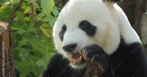 Giant panda (Ailuropoda melanoleuca) also known as the panda bear or simply the panda, is a bear native to south central China.