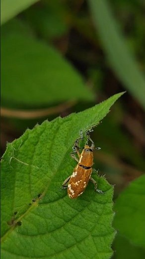 Redmi Note 14 pro Stock | Leaf eating insect Mobile Macro Videography| | Mobile Macro Photography