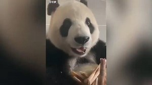 Panda bloopers will birng you a barrel of laughs. Credit to 可可萝 via weibo.com | China Focus