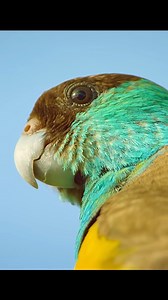 Wait till end...😳 I am worries about those chicks Hooded parrots; Termite mounds; Bush fire #wildlife #animals #naturelovers #nature #parrot | Wondersofjungle