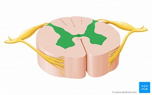 Grey matter of the spinal cord