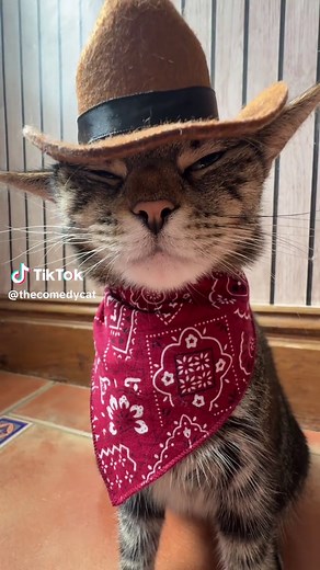 Rate Bros Fit: Cowboy Cat Style for Pet Lovers