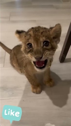 MAGIC Animal Transformations! 🔥