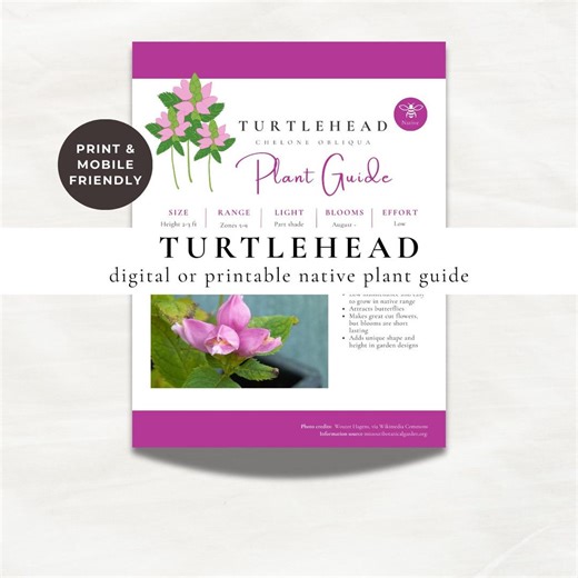 Turtlehead Plant Guide | Native Flower Care Sheet (digital Download) - Etsy Canada