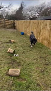 Just some of the rescues enjoying some play time 🥹 | Pabsandpalsrescue