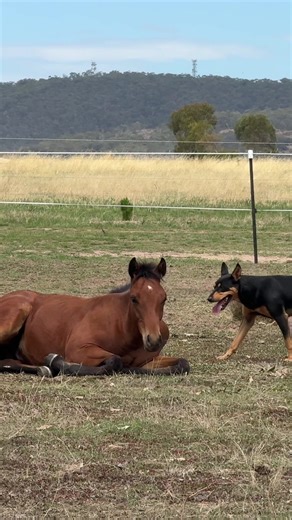 Early Training of a 4-Month-Old Foal