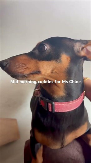 My little cuddle baby aka Ms Chloe #dachshund #dachshundpuppy #dachshundmom #pets