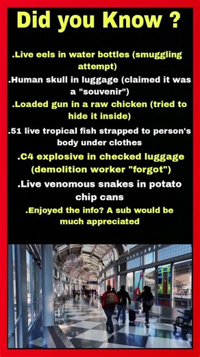 Most Insane Things Found at Airport Security 👮✈️