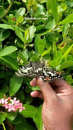 Butterflies in jamaica. #jamaica #travel #love #
