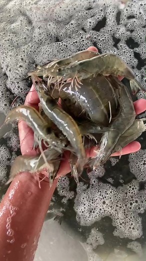 Claude Errol Sawal on TikTok