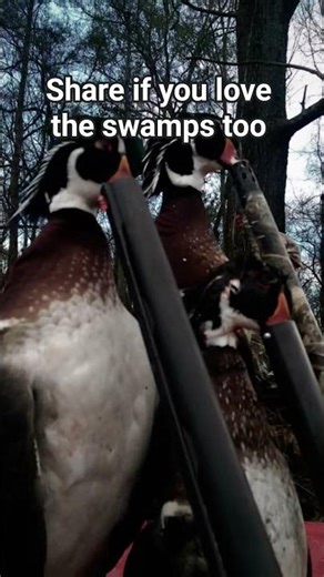 live the swamp in january #hunting #realtree #duckhunting